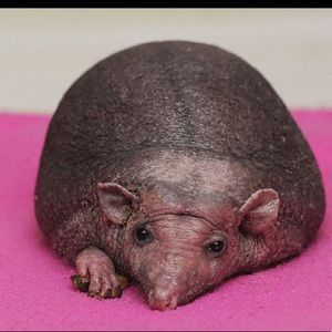 Meet your Posher, Malana